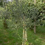 Monteortone