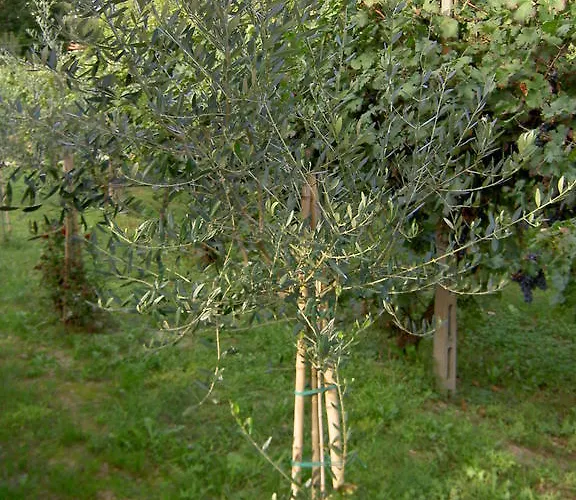 Monteortone