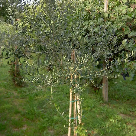 Monteortone